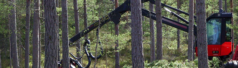 Skog på Gotland